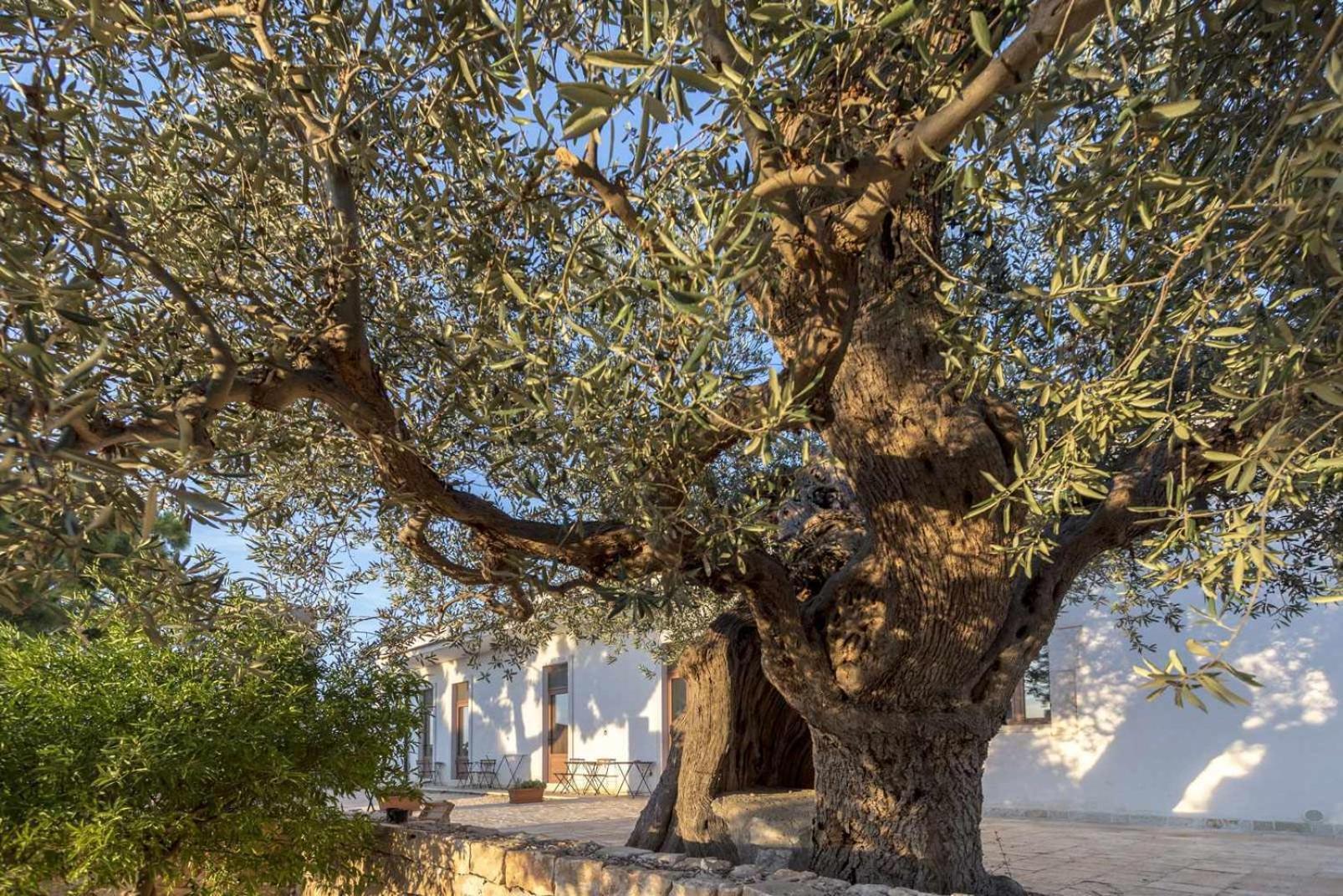 Masseria Fanizzi Conversano Cameră foto